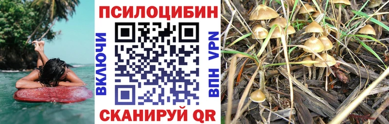 blacksprut ссылки  Гаврилов Посад  Галлюциногенные грибы Psilocybe 